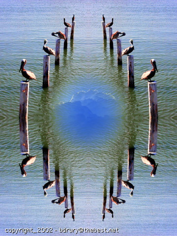 pelicans2p4200927.jpg