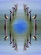 pelicans2P4200927.jpg