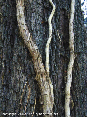 treeoakvines0169.jpg